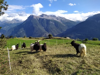 Bild 005